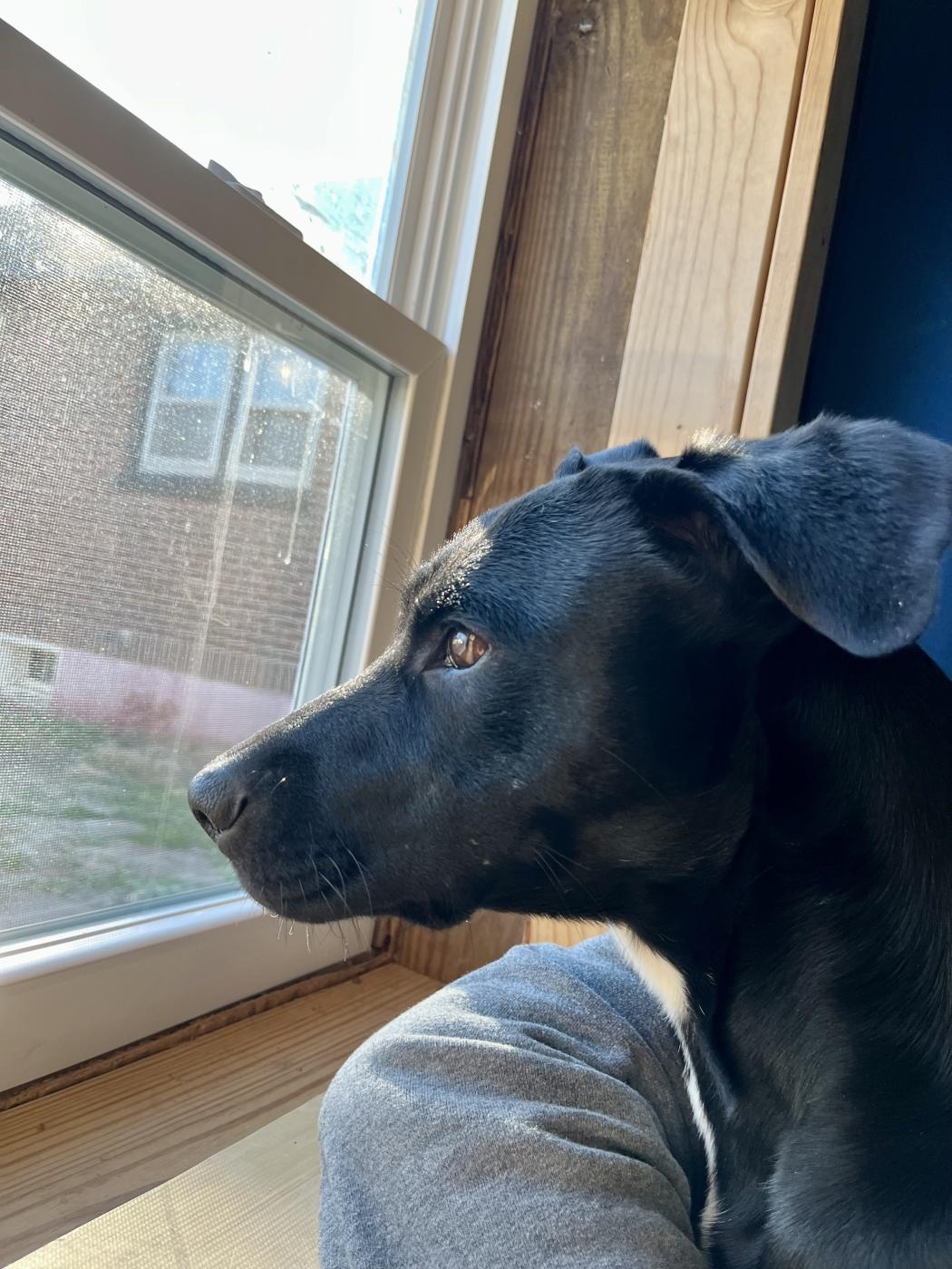 Still building the dream